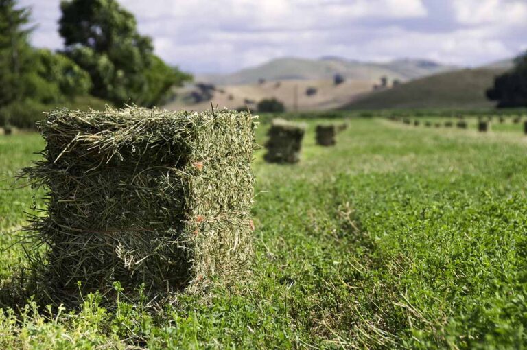 Alfalfa